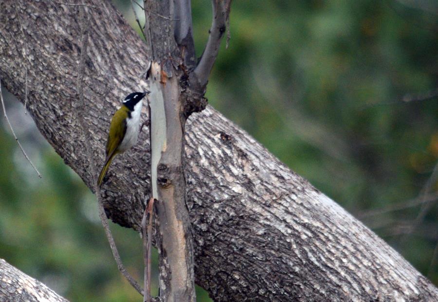 Honeyeater white naped 8 2023 0005.JPG